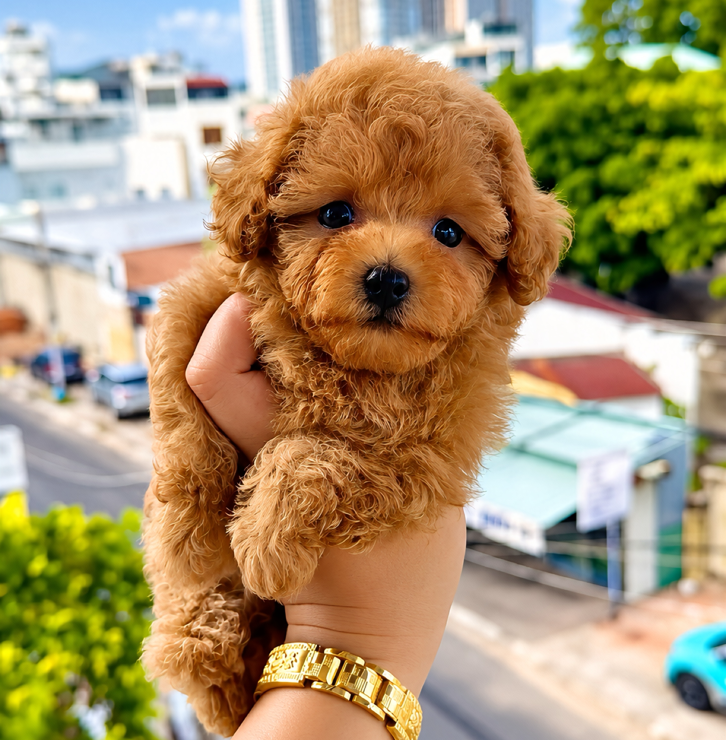 Poodle Vàng Mơ Size Tinycup Cái