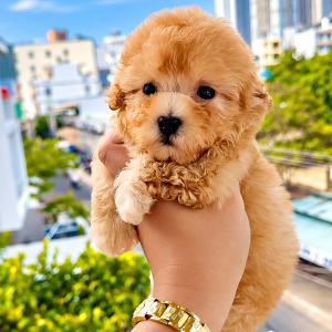 Poodle Tinycup Tí Hon Đực