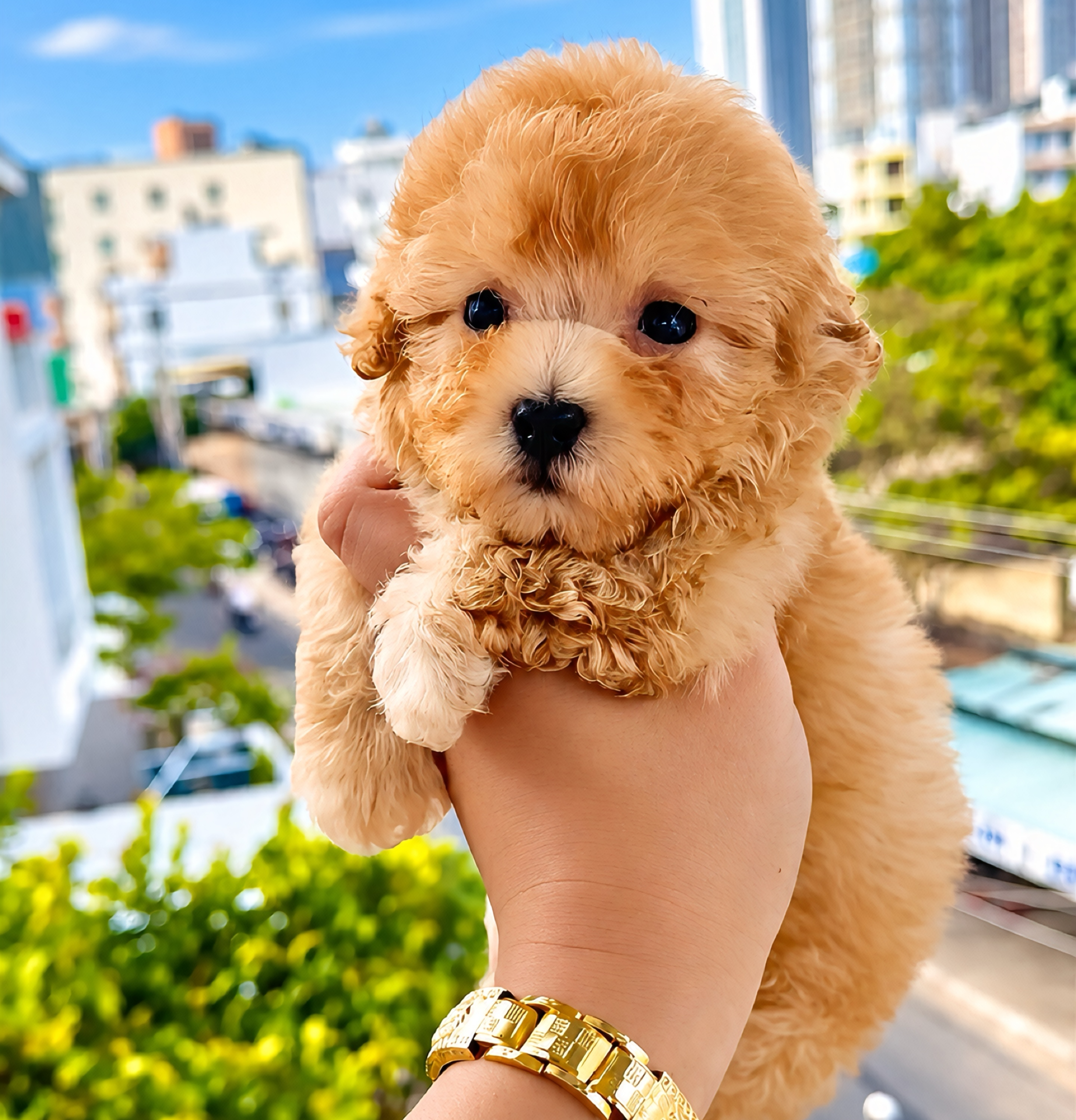 Poodle Tinycup Tí Hon Đực