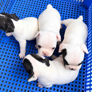 Bull Pháp Giá Mềm
