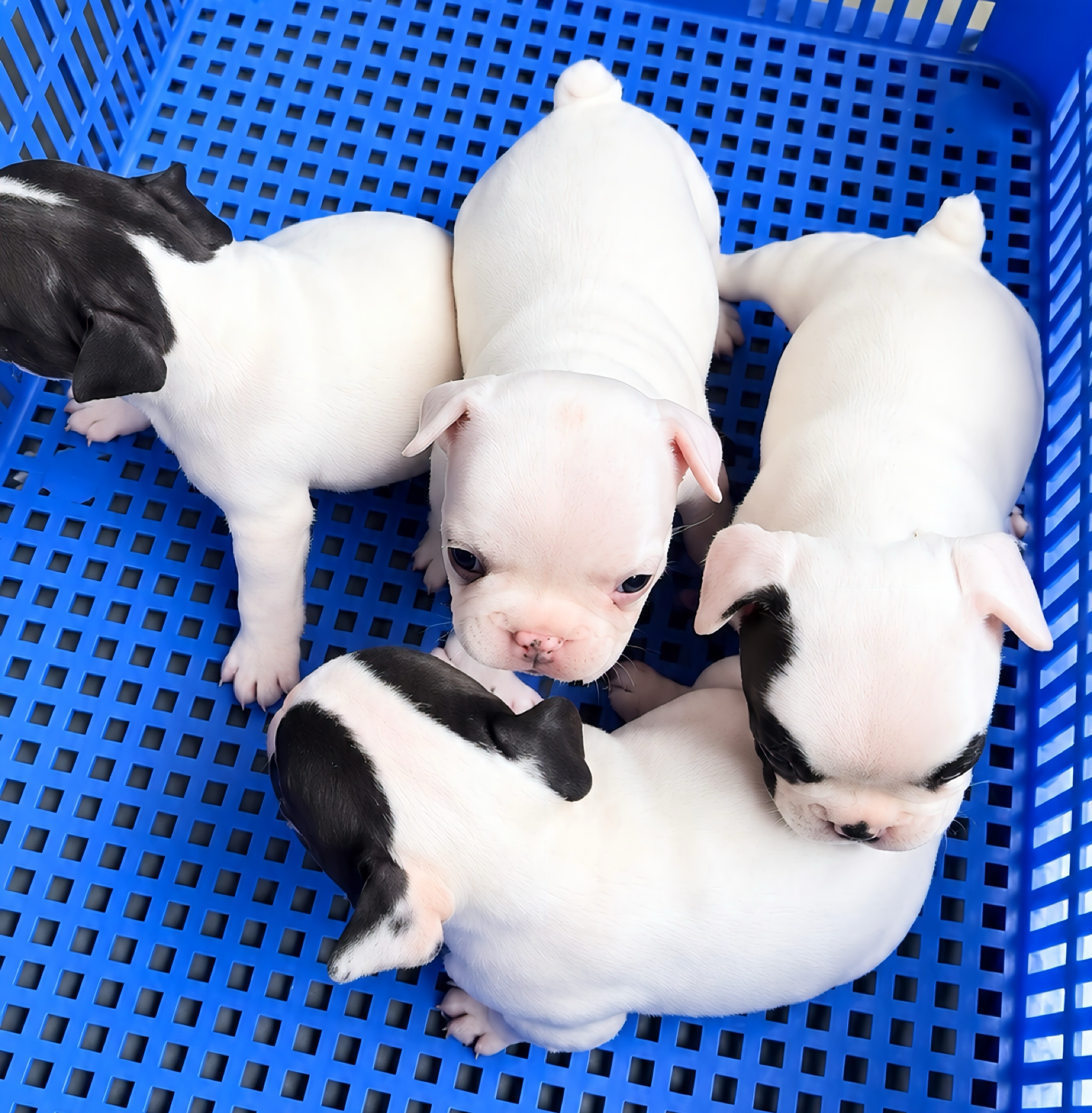 Bull Pháp Giá Mềm
