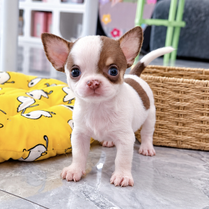 Chihuahua Bò Sữa Socola