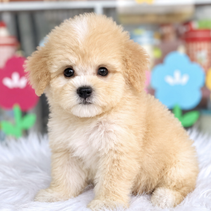 Poodle Trà Sữa