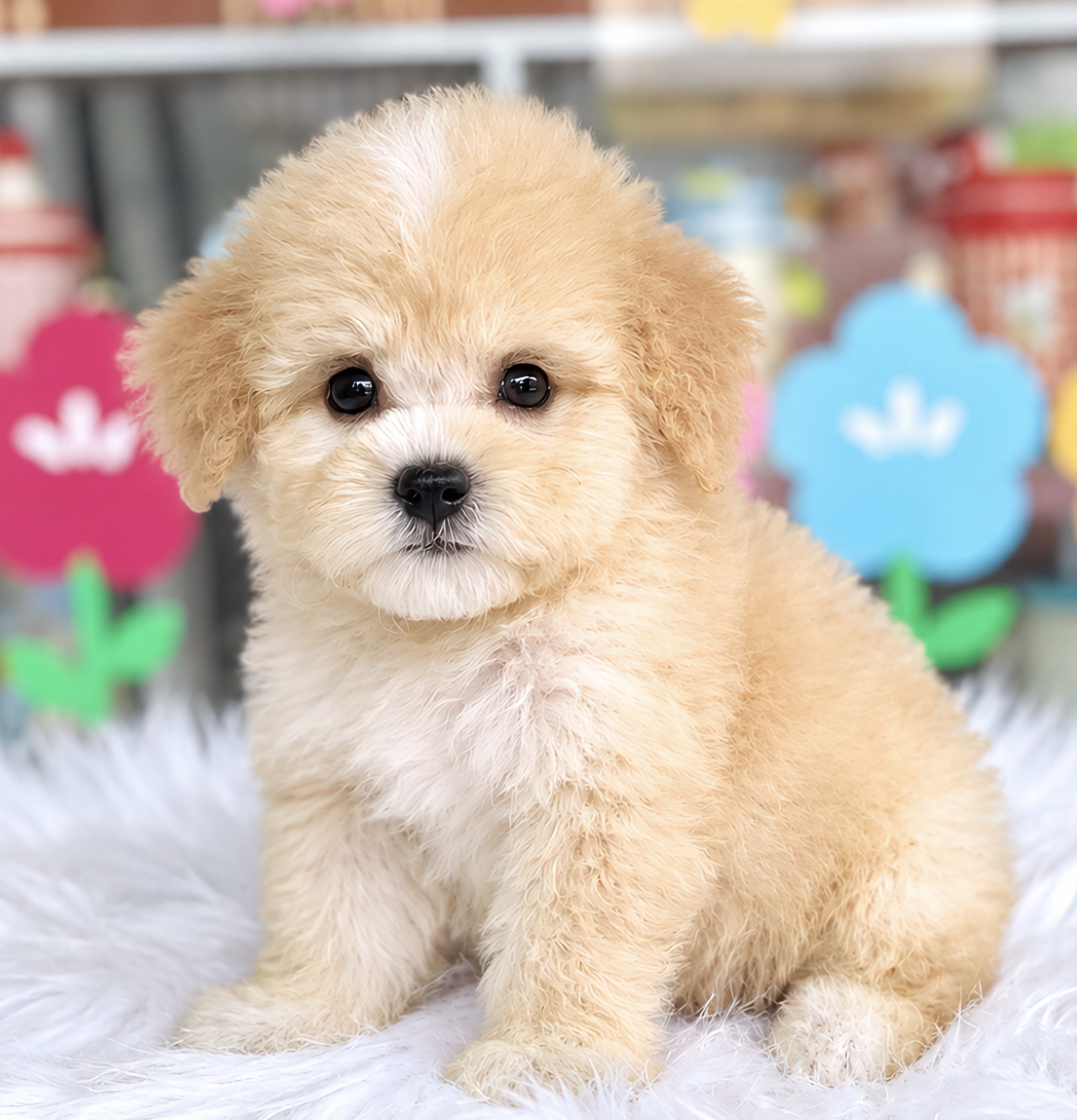Poodle Trà Sữa