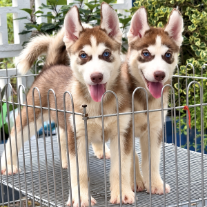 Husky Nâu Đỏ Mắt Xanh