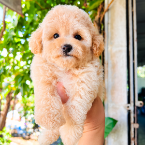Poodle Trà Sữa Lông Dày Siêu Phẩm