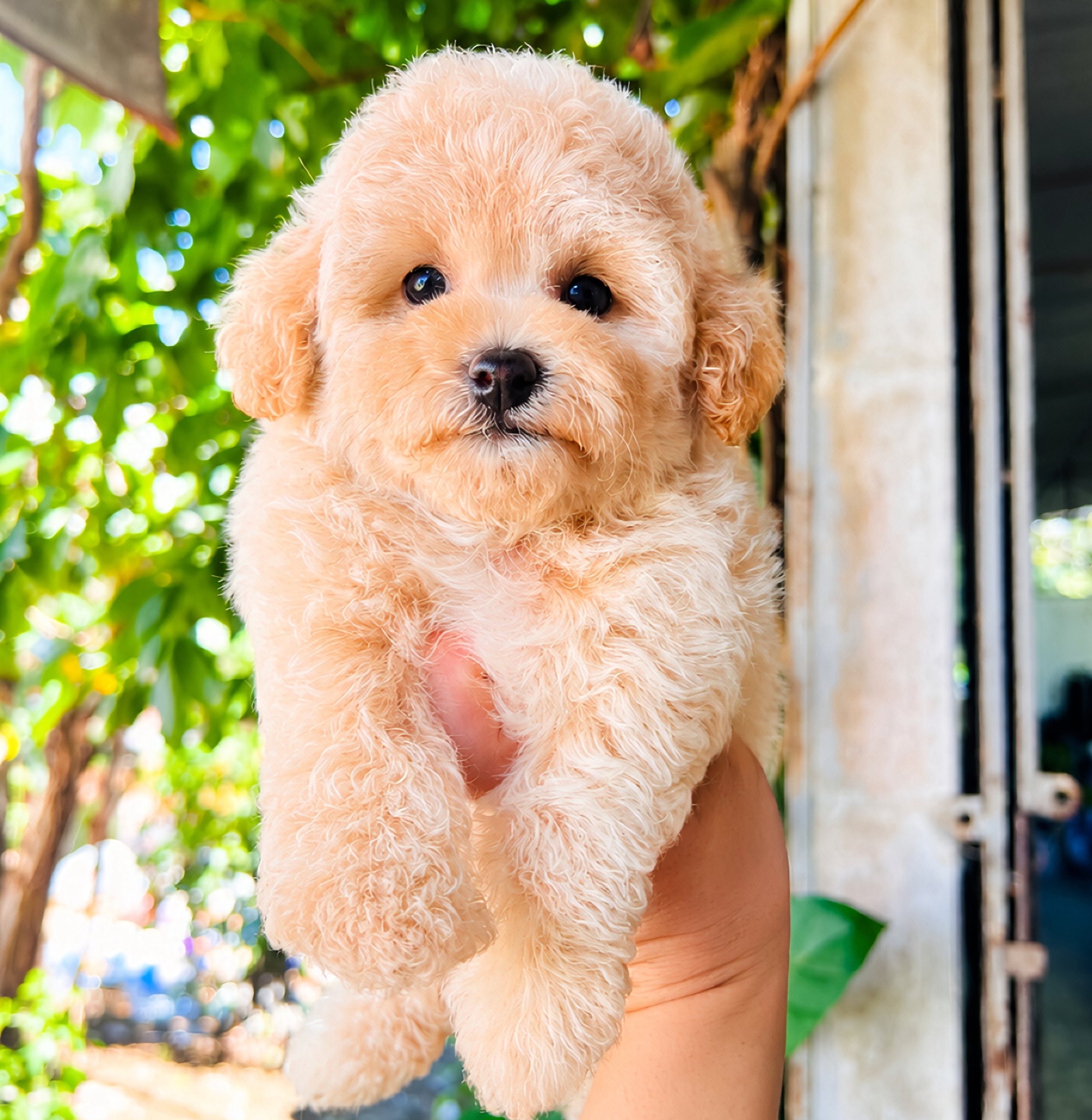 Poodle Trà Sữa Lông Dày Siêu Phẩm