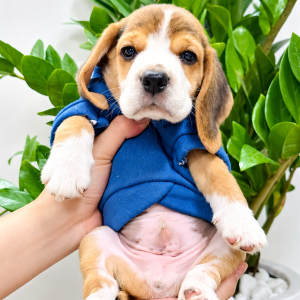 Beagle Tricolor