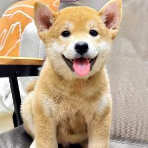 Shiba Vui Vẻ