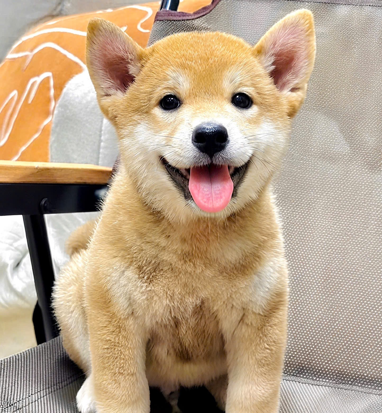 Shiba Vui Vẻ