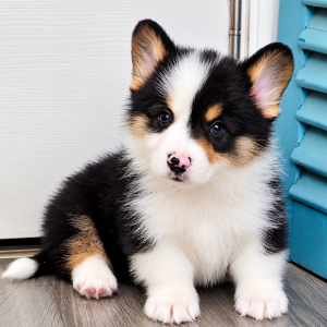 Corgi Tricolor