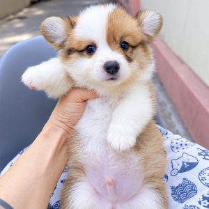Corgi Giá Mềm