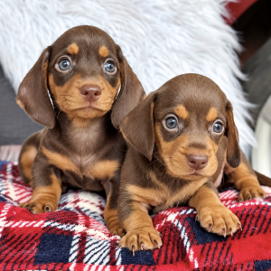 Chó Lạp Xưởng Dachshund Socola