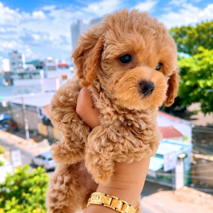 Poodle Vàng Mơ Cái