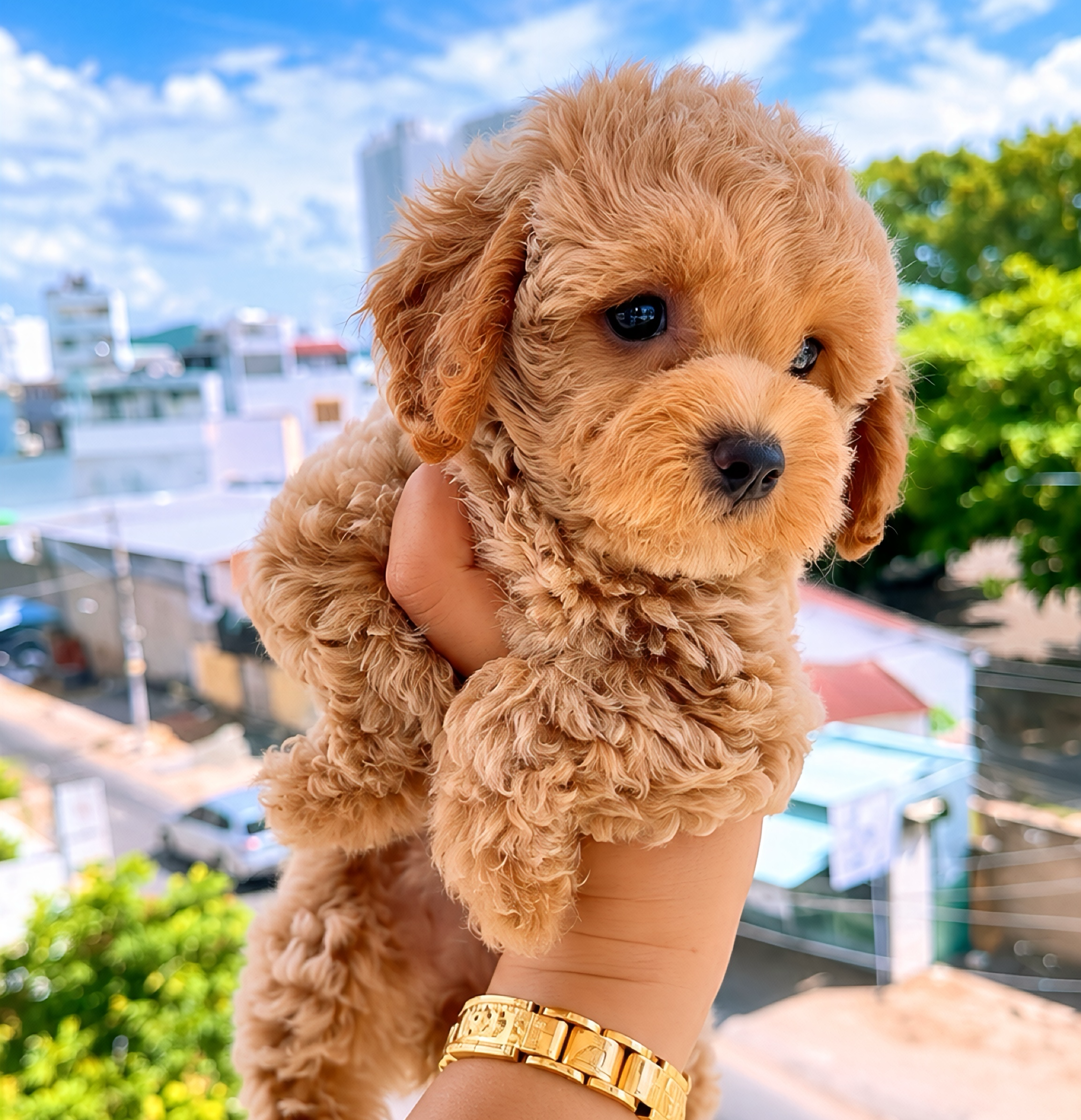 Poodle Vàng Mơ Cái