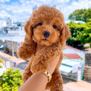 Poodle Vàng Mơ Đực
