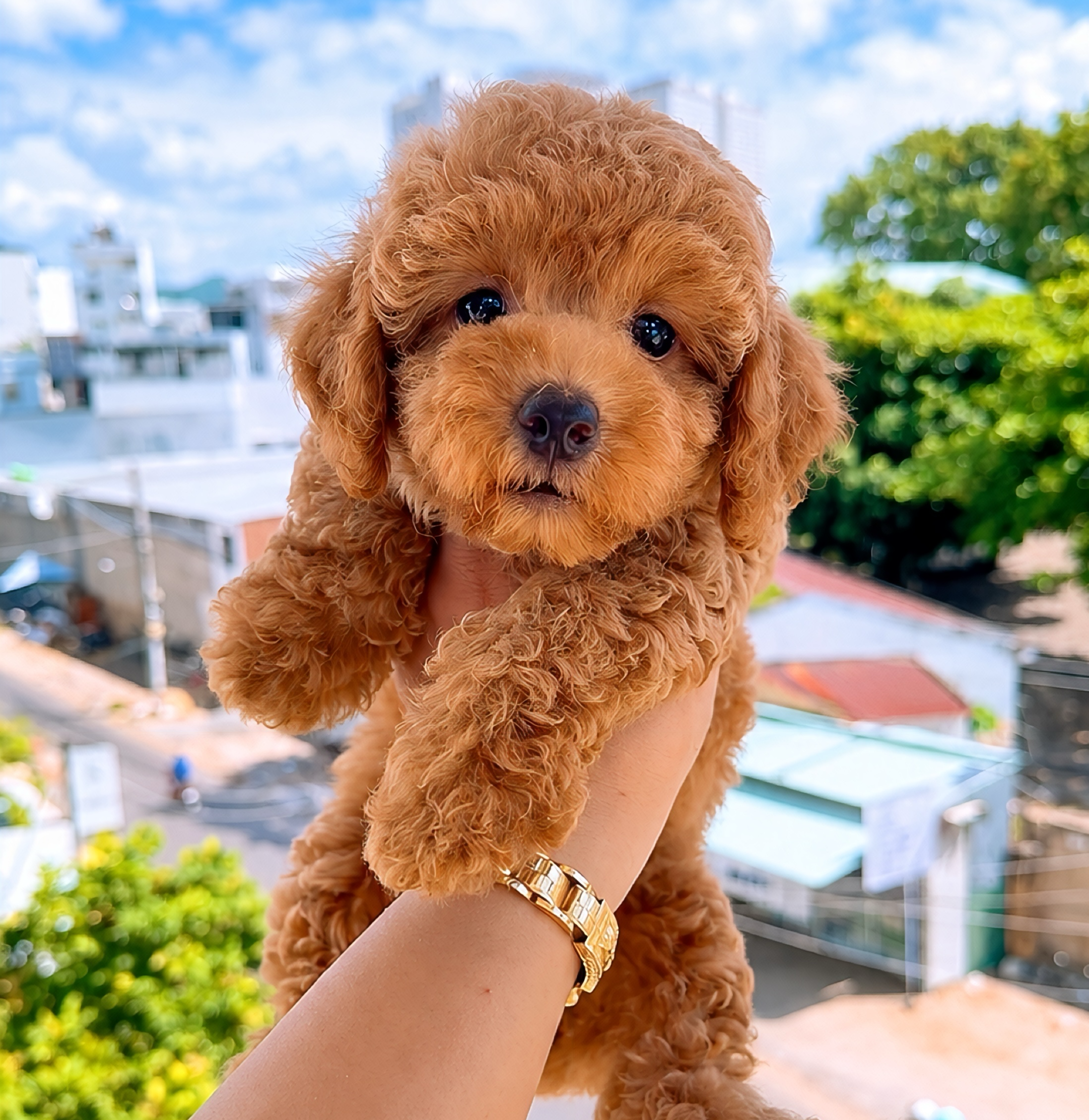 Poodle Vàng Mơ Đực