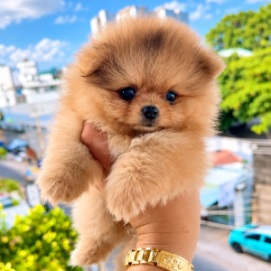 Pomeranian Vàng Cam VIP