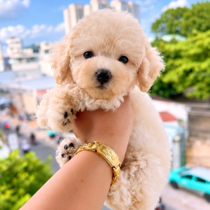 Poodle Trắng Kem
