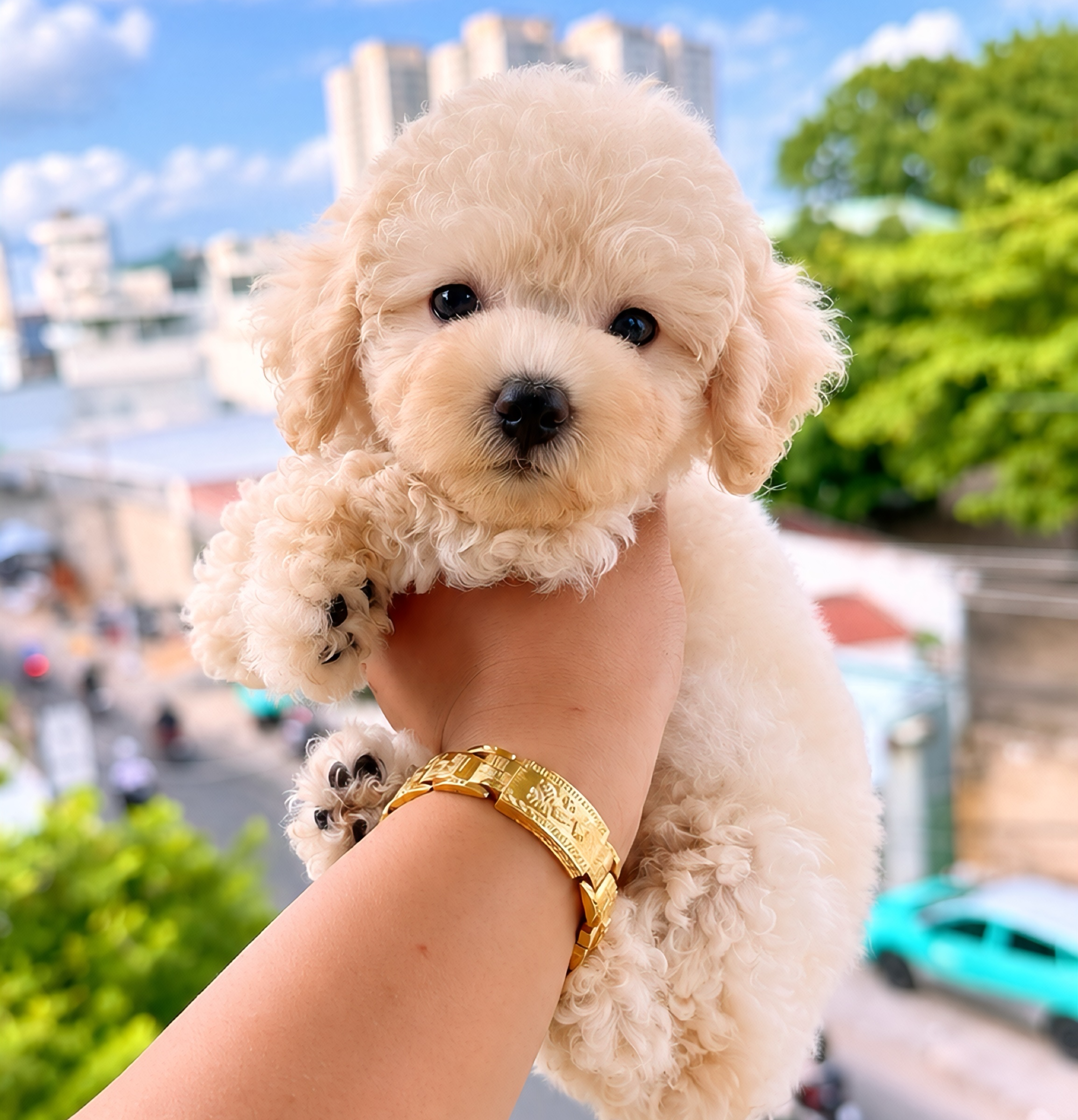 Poodle Trắng Kem